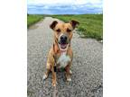 Adopt Isadora a Black Mouth Cur, Mixed Breed