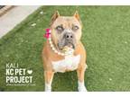 Adopt Kali a Pit Bull Terrier, Mixed Breed