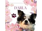 Adopt Darla a Pomeranian