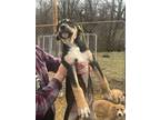 Adopt Wednesday a Pyrenean Shepherd, Pit Bull Terrier