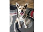 Adopt Mags a Husky, Shepherd