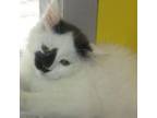 Adopt Cotton a Domestic Long Hair