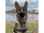 Adopt Brina a Mixed Breed