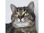 Adopt Hare a Domestic Short Hair