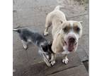 Adopt Nicole a American Staffordshire Terrier