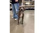 Adopt Dolly a American Staffordshire Terrier