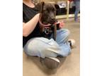 Adopt Briar a Labrador Retriever, Boxer