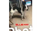 Adopt Ellie May a English Coonhound