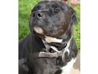 Adopt Hallie a Pit Bull Terrier, Labrador Retriever