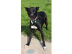 Adopt Daisy a Pit Bull Terrier, Labrador Retriever