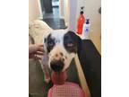 Adopt Miss Pearl a Bluetick Coonhound