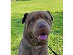 Adopt TINY the Treasure a Shar-Pei