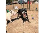 Adopt TIPPY a Border Collie, Pit Bull Terrier