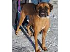 Adopt Roxy a Mastiff, Boxer