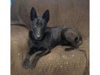 Adopt Issy a German Shepherd Dog, Belgian Shepherd / Malinois