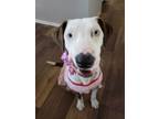 Adopt Claire a American Staffordshire Terrier, Pointer
