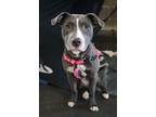 Adopt Jane a Pit Bull Terrier