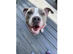 Adopt Bea a Pit Bull Terrier