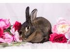 Adopt Sophie a Bunny Rabbit, Satin