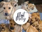 Adopt Molly a Whippet, German Shepherd Dog