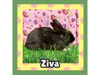 Adopt Ziva LOUISVILLE a Bunny Rabbit