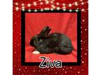 Adopt Ziva LOUISVILLE a Bunny Rabbit