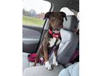 Adopt Arrow a Pit Bull Terrier, Mixed Breed