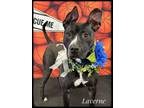Adopt Laverne a Mixed Breed