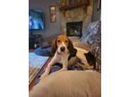 Adopt Cami a Beagle