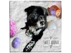 Adopt Anna a Border Collie, Australian Cattle Dog / Blue Heeler