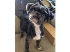 Adopt Shirley a Shih Tzu