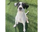 Adopt Suki a Rat Terrier, Feist