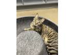 Adopt Baby Girl a Domestic Short Hair, Tabby