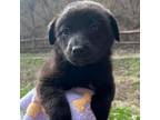 Adopt Grey Wind a Black Labrador Retriever
