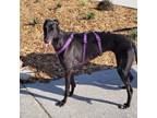 Adopt Sweets Nugget (Sweet's Mistake) a Greyhound