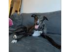 Adopt Casey (Casey Rip) a Greyhound