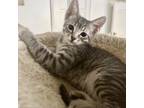 Adopt Hilda von Kitten (formerly Tinsel) a Domestic Short Hair