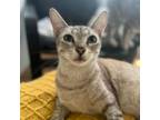 Adopt Noelle a Siamese