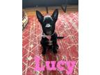 Adopt Lucy a Feist, Mixed Breed