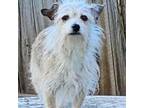 Adopt Bristol a Terrier