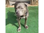 Adopt Francine 10-1817 a Pit Bull Terrier