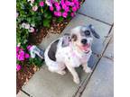 Adopt Mylie a Schnauzer