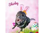 Adopt Shirley a Black Labrador Retriever
