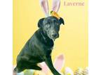 Adopt Laverne a Black Labrador Retriever