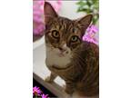 Adopt Rosie a Tabby