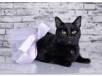 Adopt Wednesday a Bombay, Domestic Short Hair