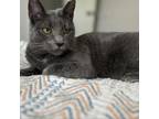 Adopt Ellie a Russian Blue, Domestic Short Hair