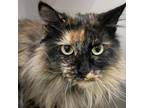 Adopt Sadie a Domestic Long Hair