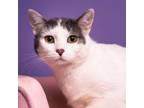 Adopt Wendy a Domestic Short Hair