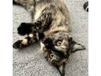 Adopt Autumn a Domestic Short Hair